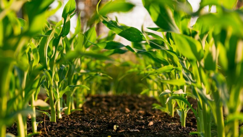 Valg af den Rette Jord til Dine Planter